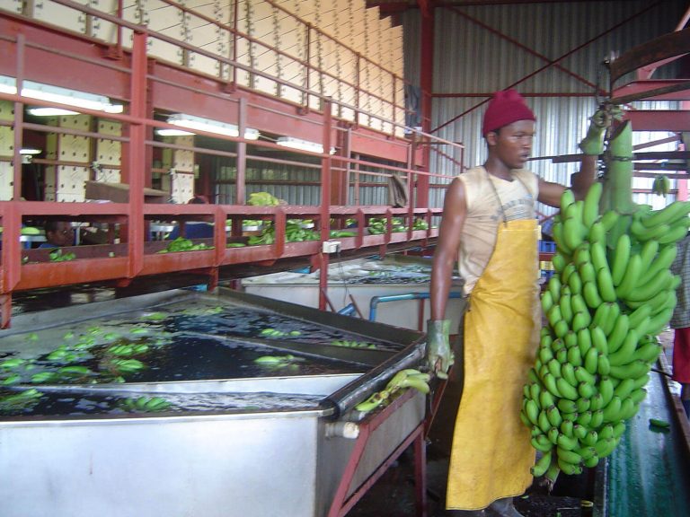 Bananna processing