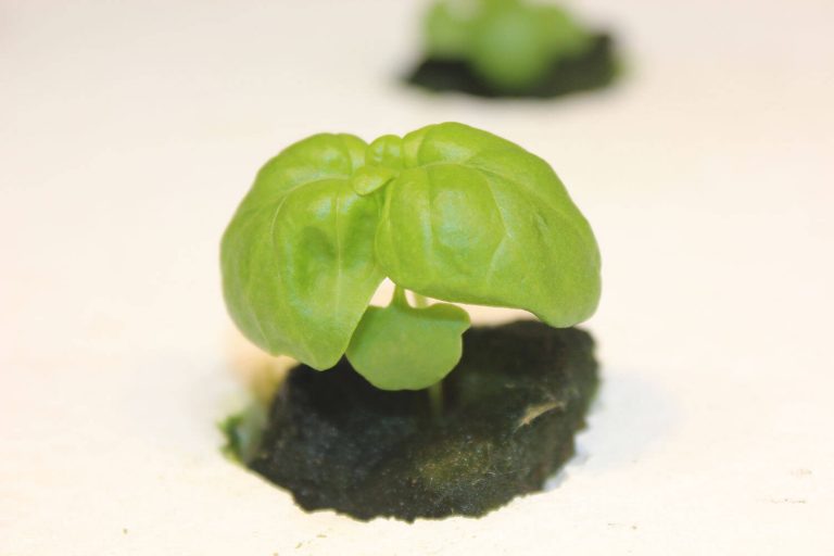 Basil in deep water culture system